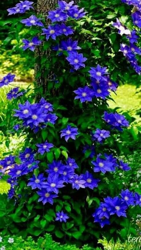 Clematis spp. flower