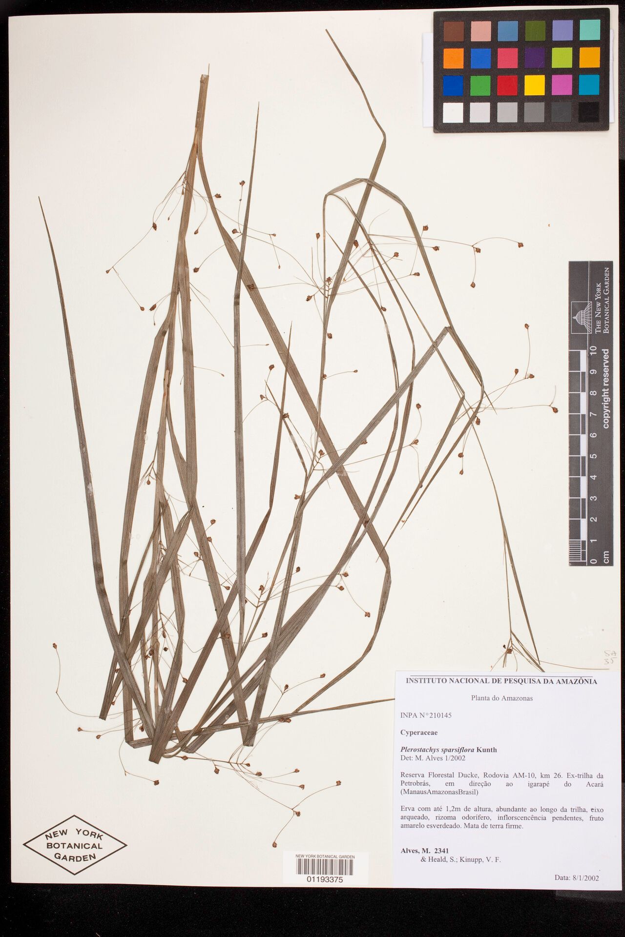 Rhynchospora sparsiflora — houseplant care guide
