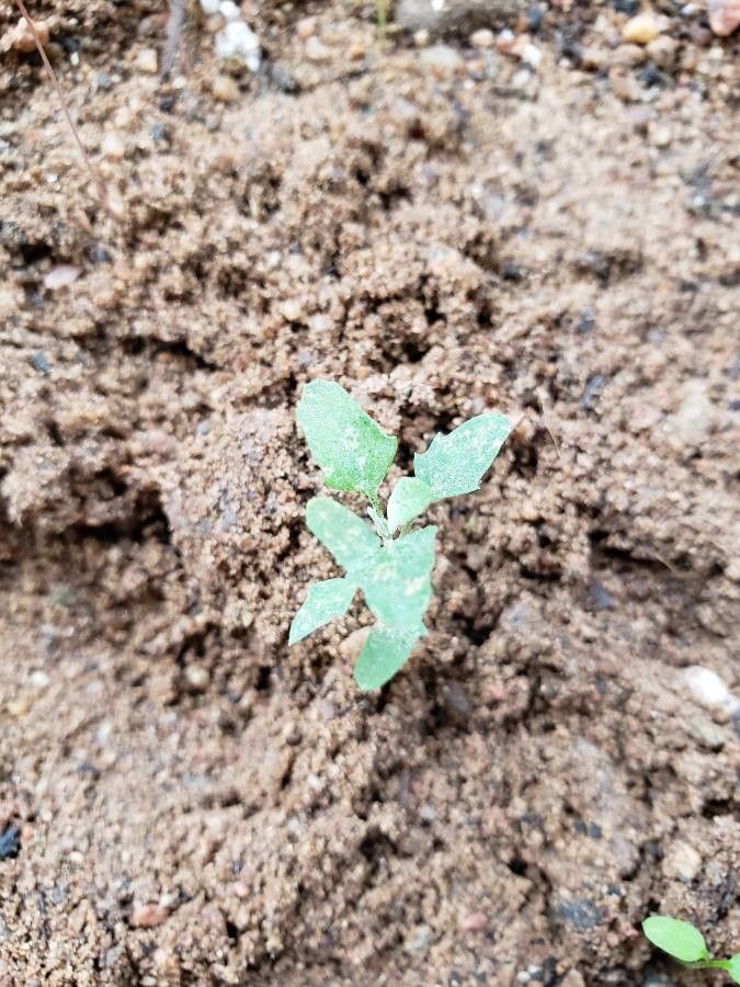 Atriplex prostrata leaf