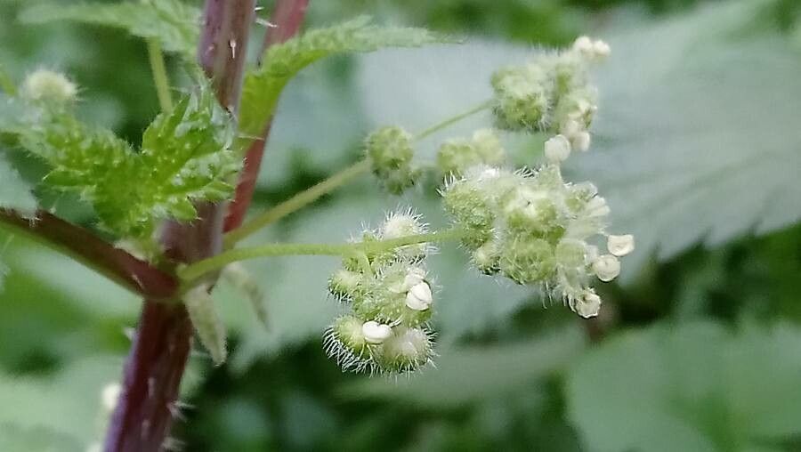 Urtica pilulifera flower