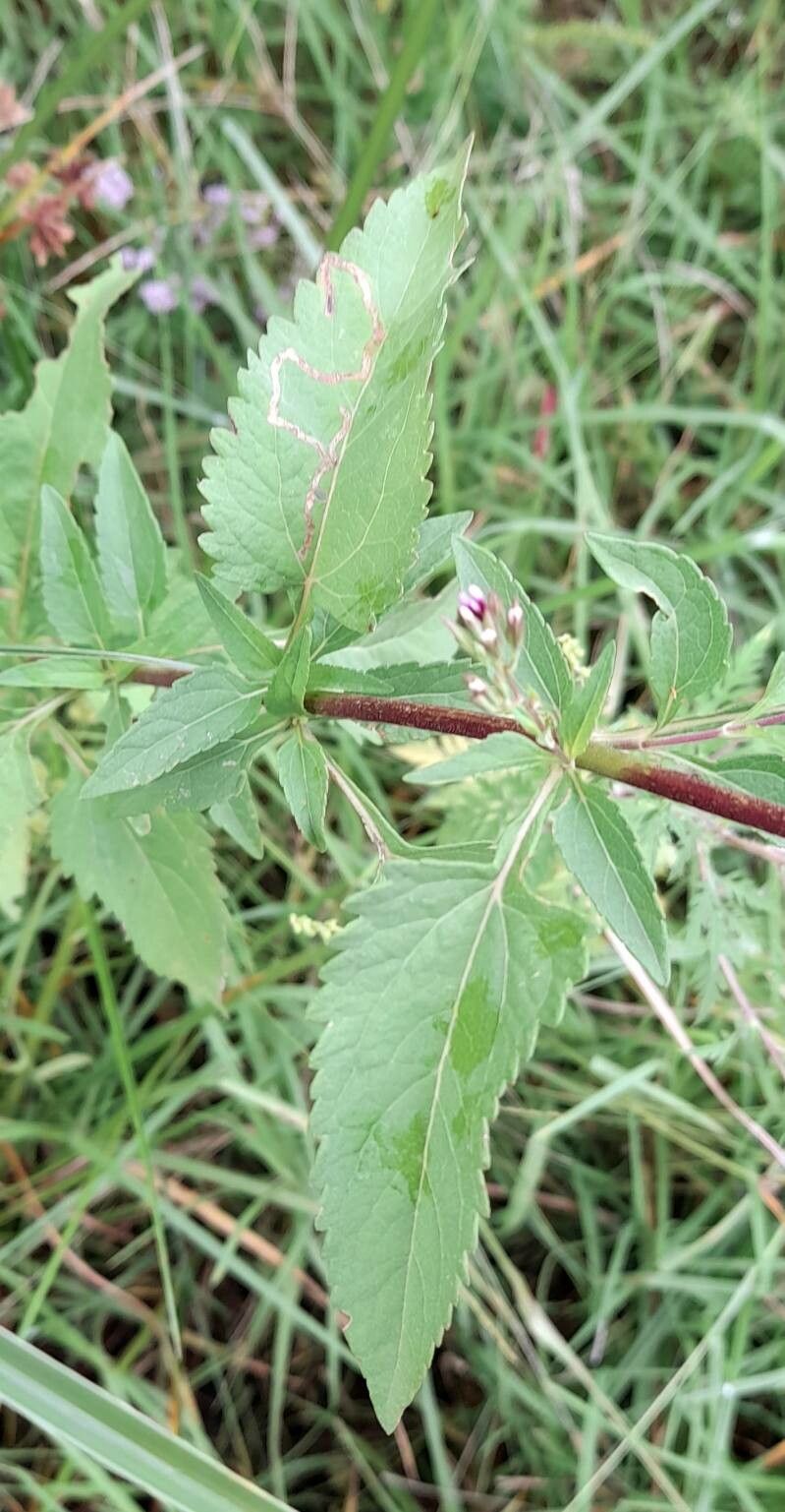 Stevia breviaristata — related species from the same genus