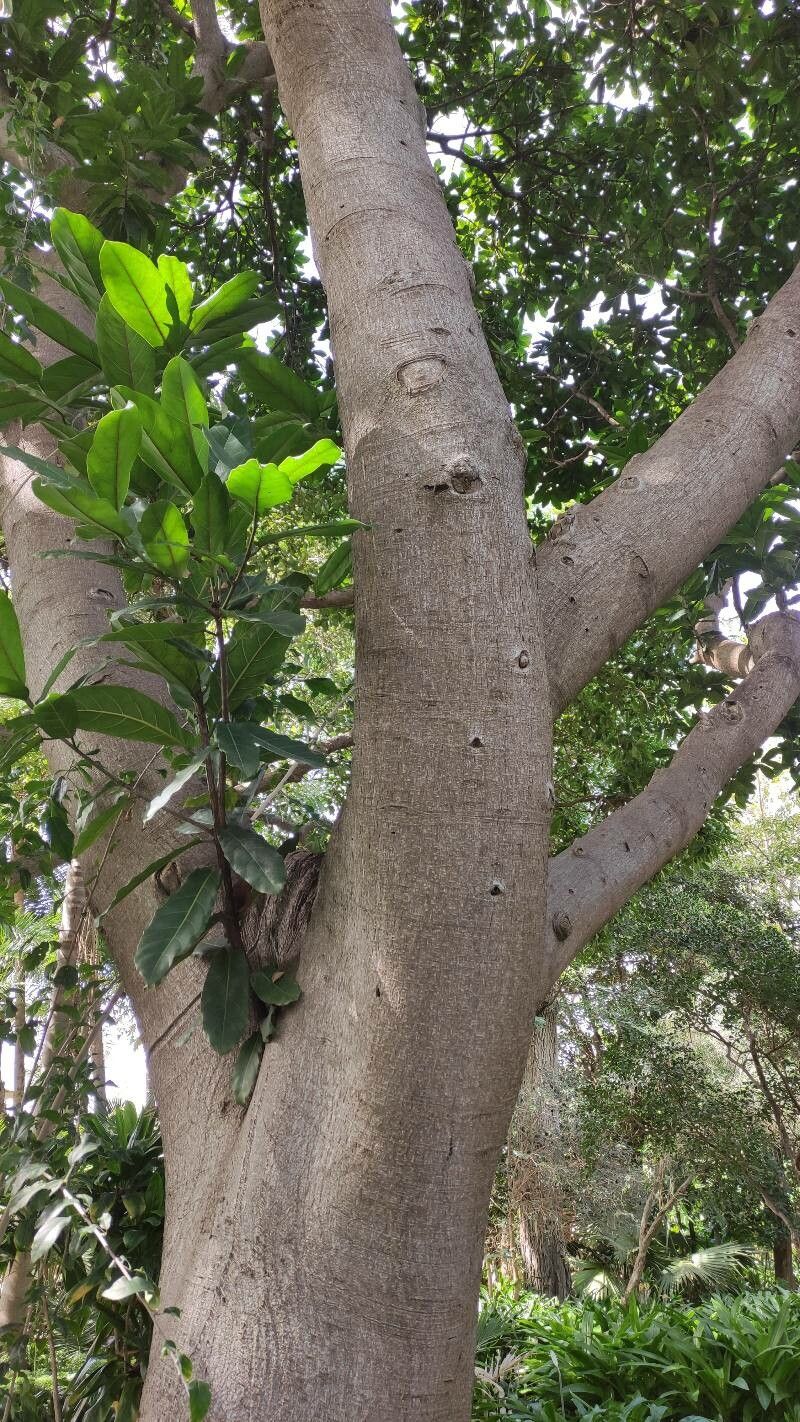 Ficus wildemaniana bark