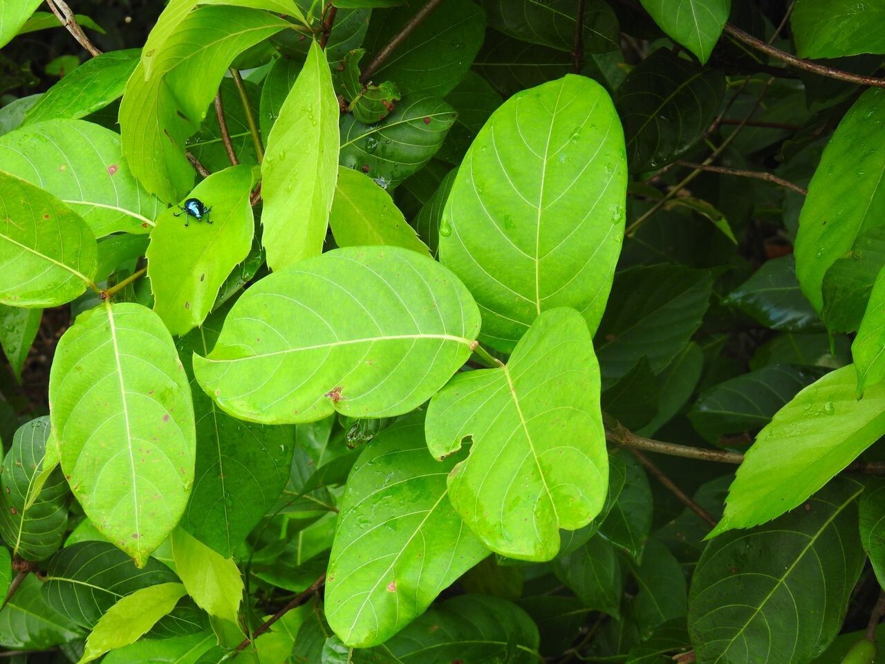 Odontadenia puncticulosa leaf