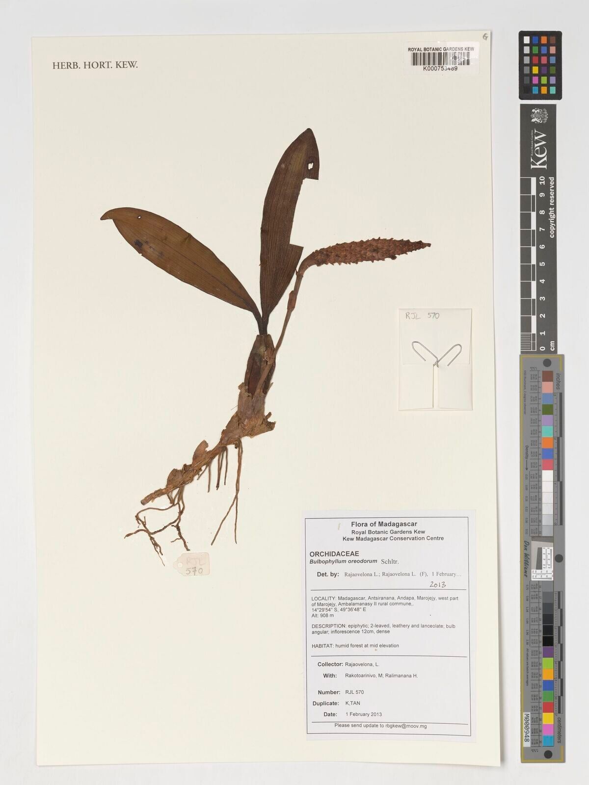 Bulbophyllum oreodorum — houseplant care guide