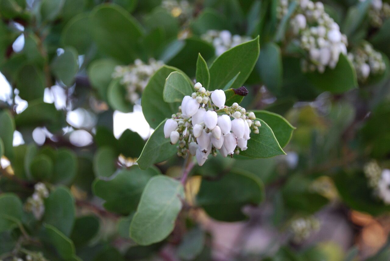 Arctostaphylos manzanita fruit