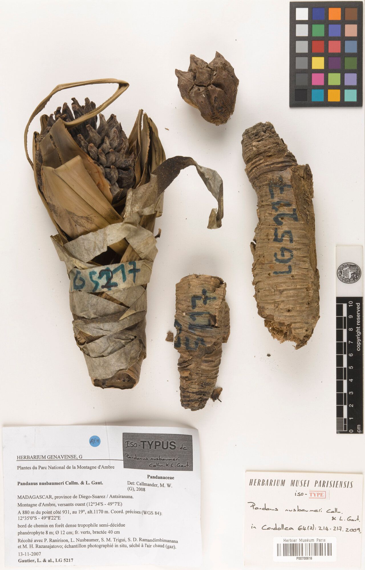 Pandanus nusbaumeri — houseplant care guide