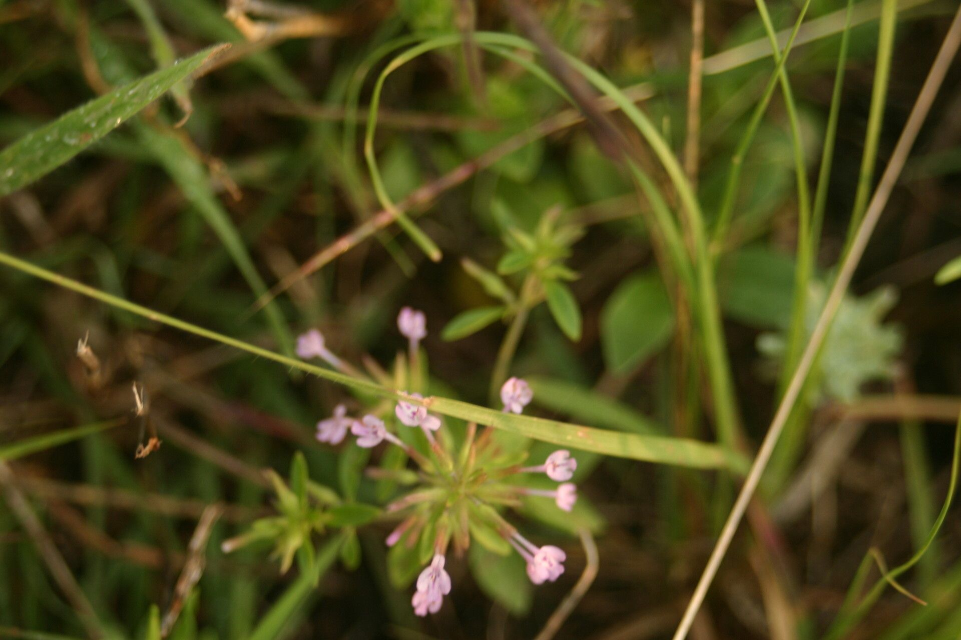 Hedeoma acinoides — related species from the same genus