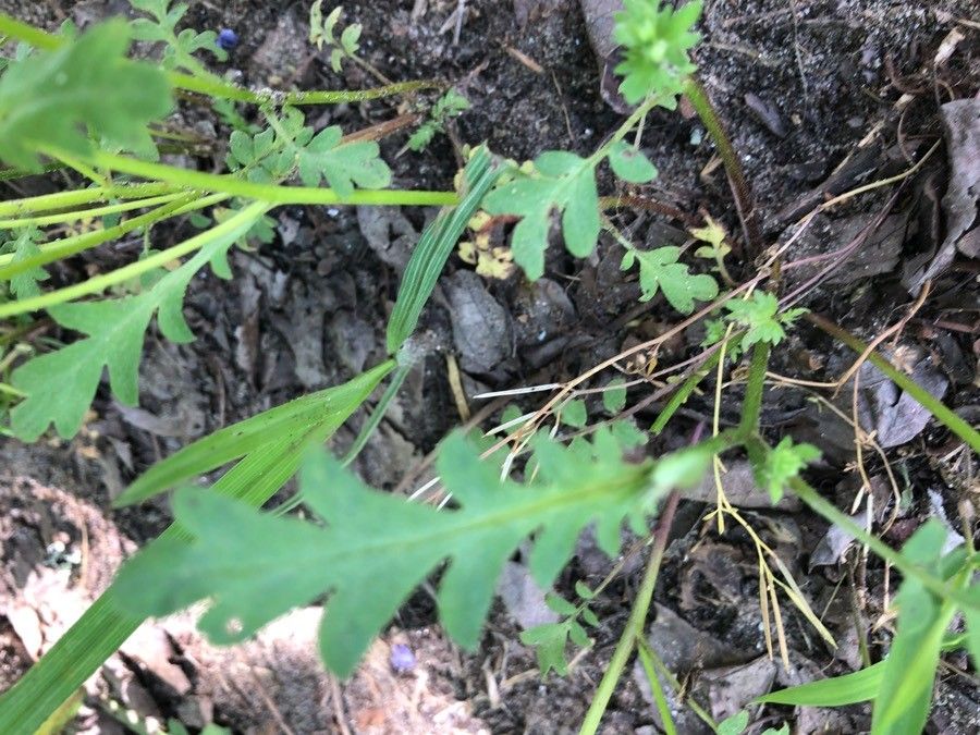 Phacelia purshii — search result for 'Phacelia'