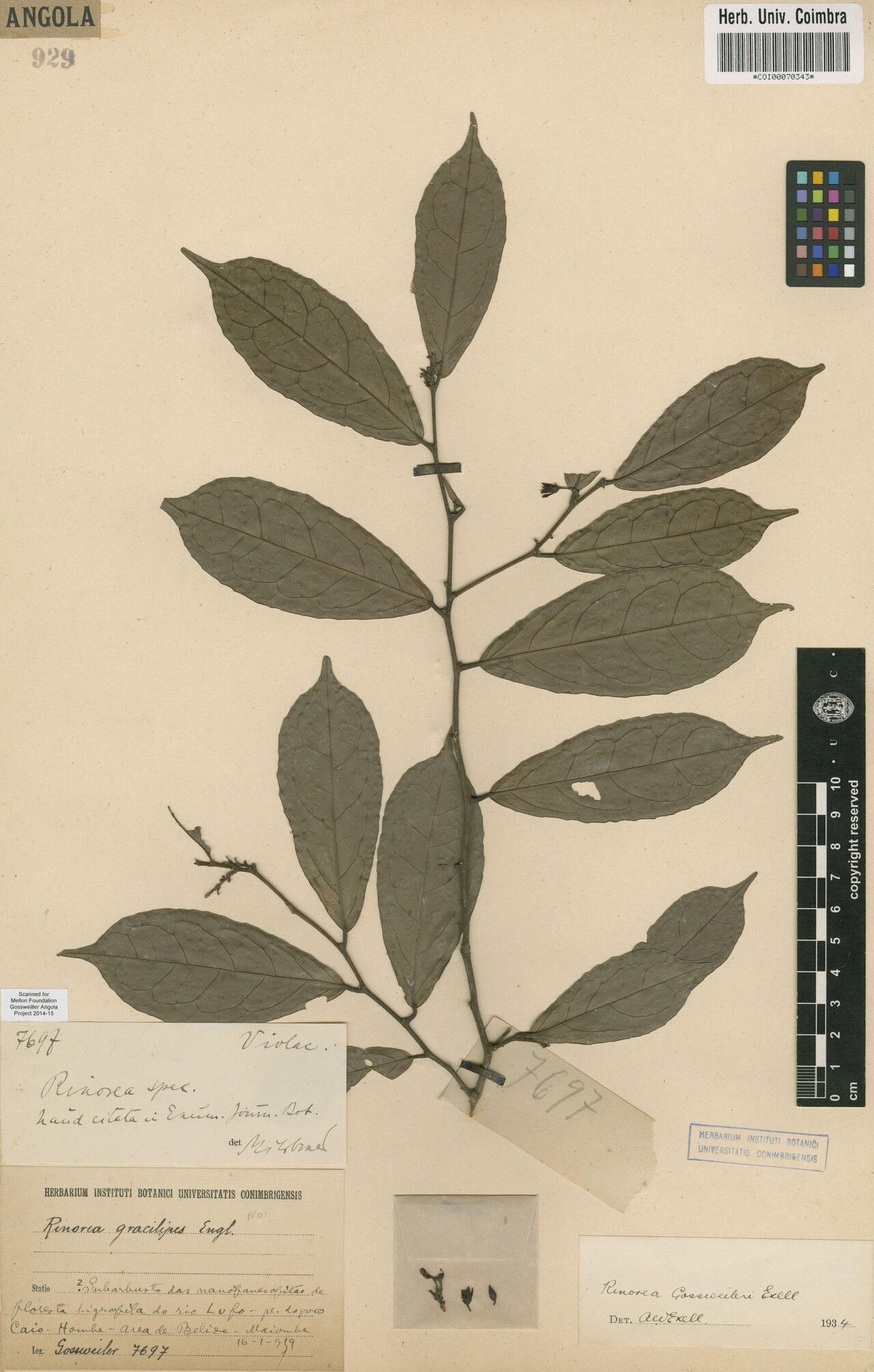 Rinorea gossweileri — houseplant care guide