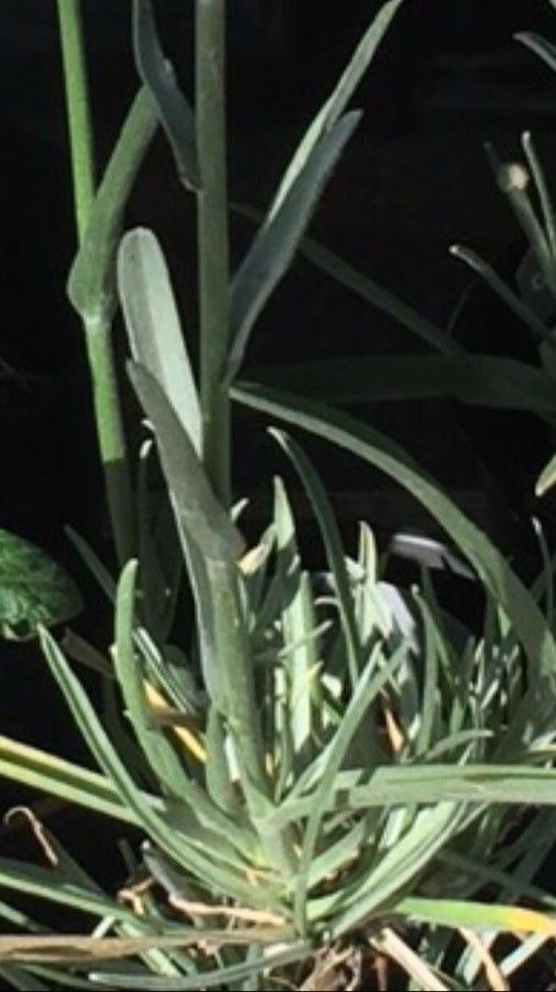 Pycnosorus globosus leaf