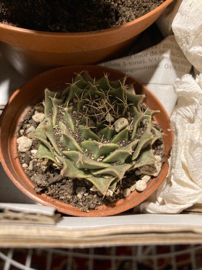 Obregonia denegrii — houseplant care guide