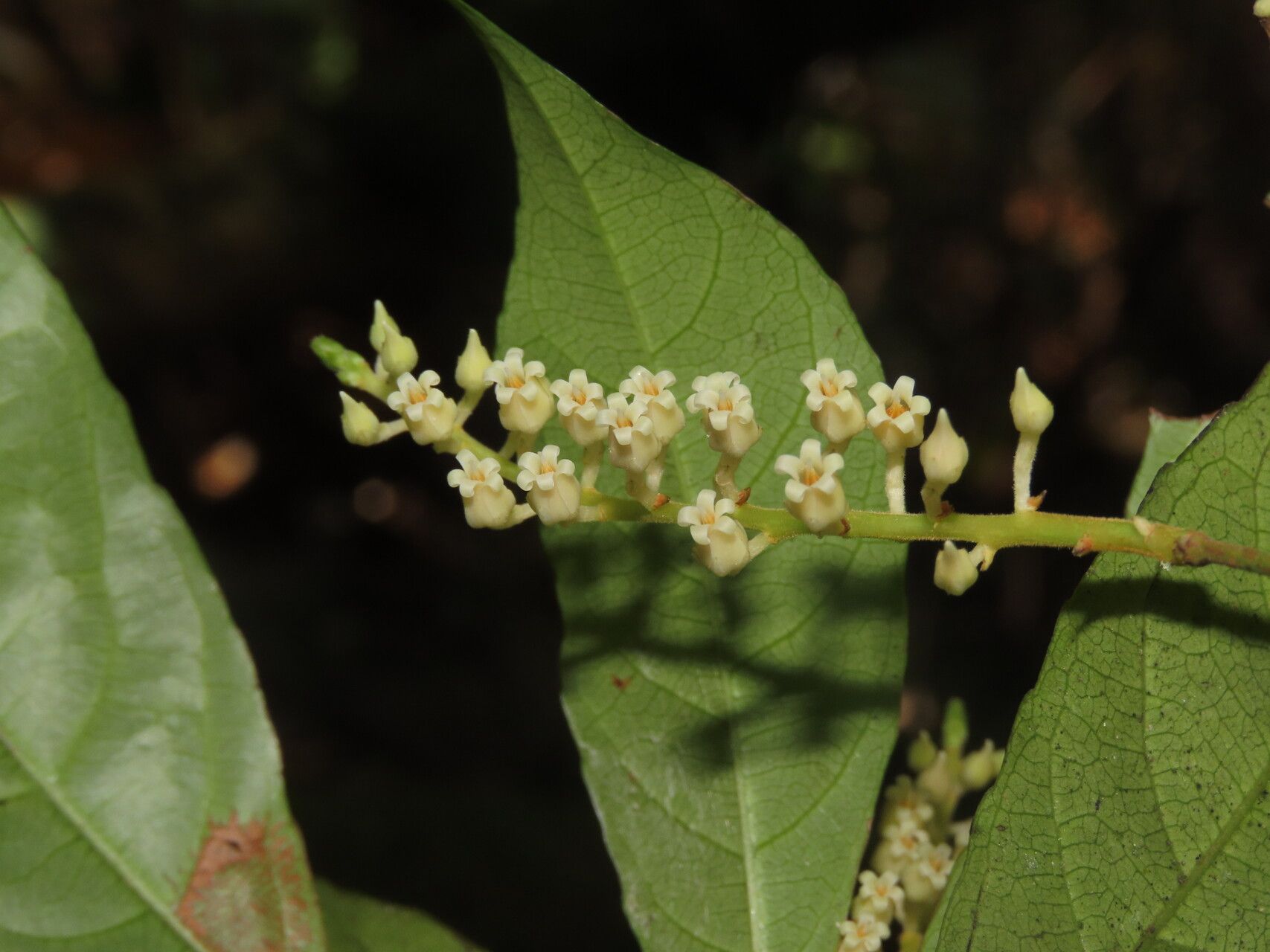 Rinorea hummelii flower