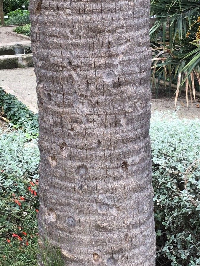 Sabal bermudana bark