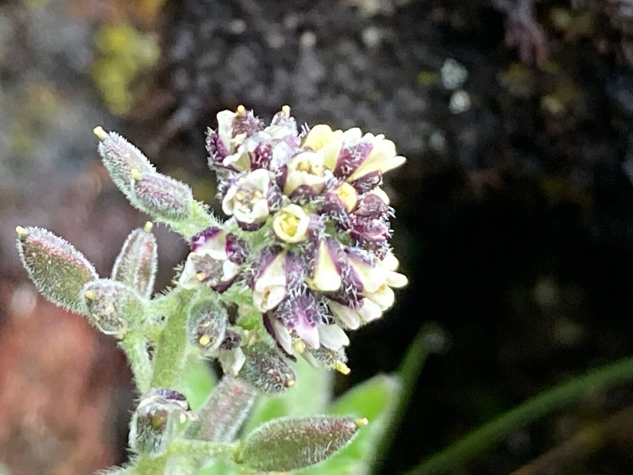 Draba hallii flower