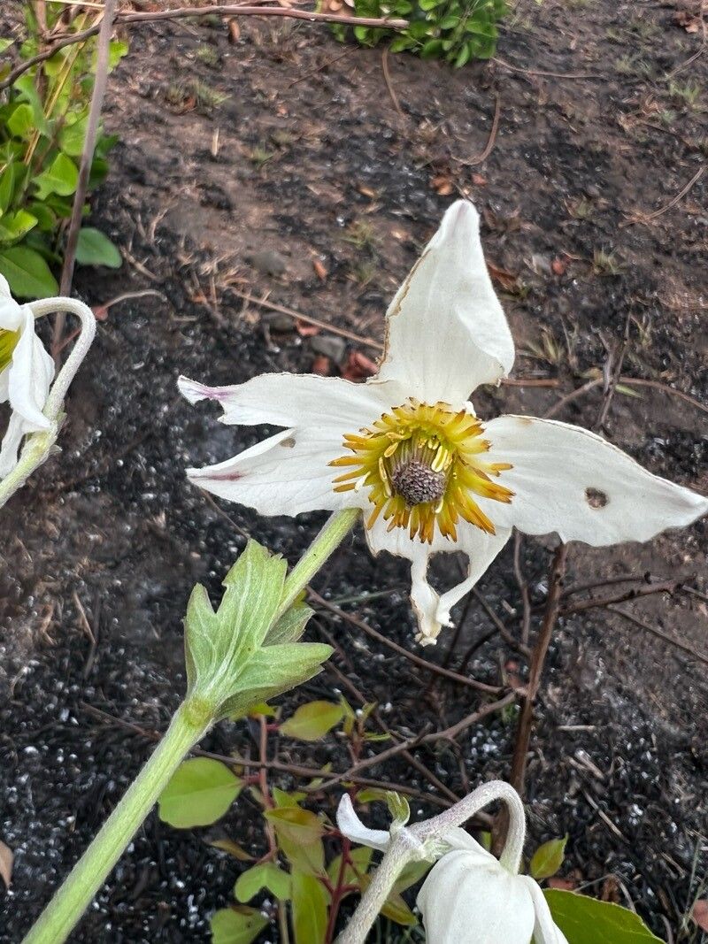 Clematis villosa flower