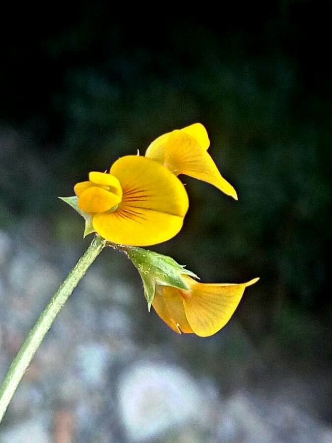 Scorpiurus subvillosus flower