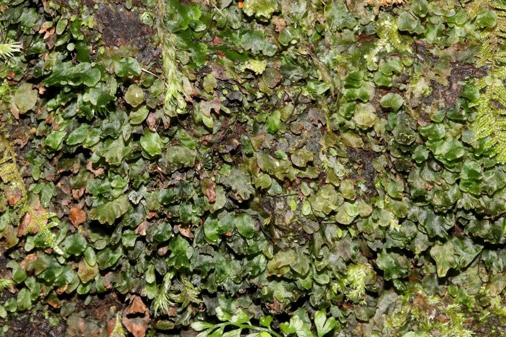 Trichomanes bimarginatum habit