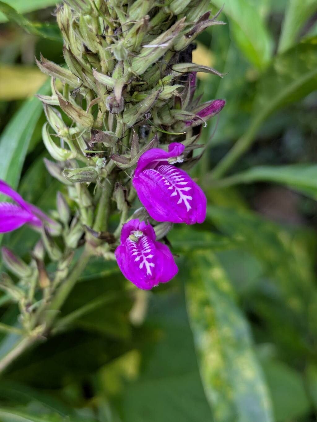 Justicia filibracteolata flower