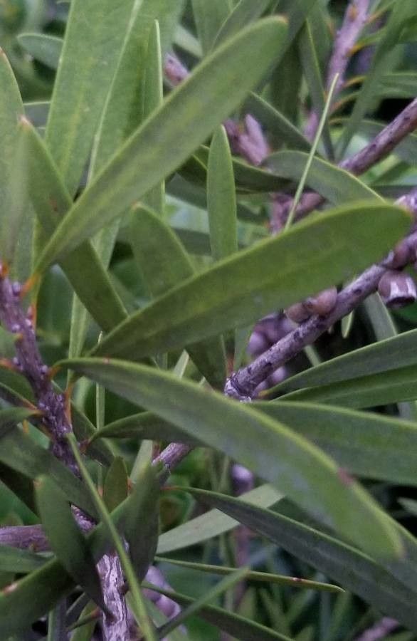 Callistemon pearsonii — houseplant care guide