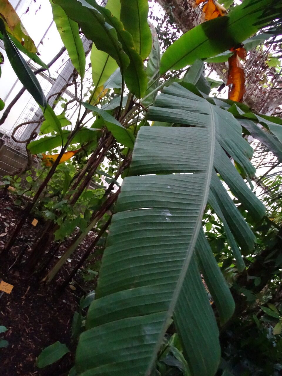 Musa mannii — search result for 'Musa'