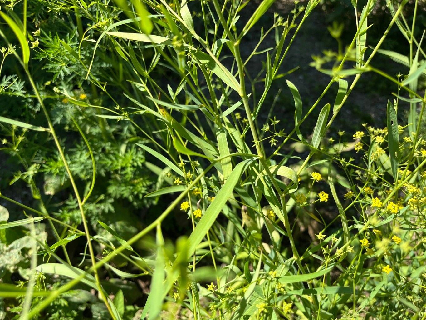 Bupleurum chinense — search result for 'Bupleurum'
