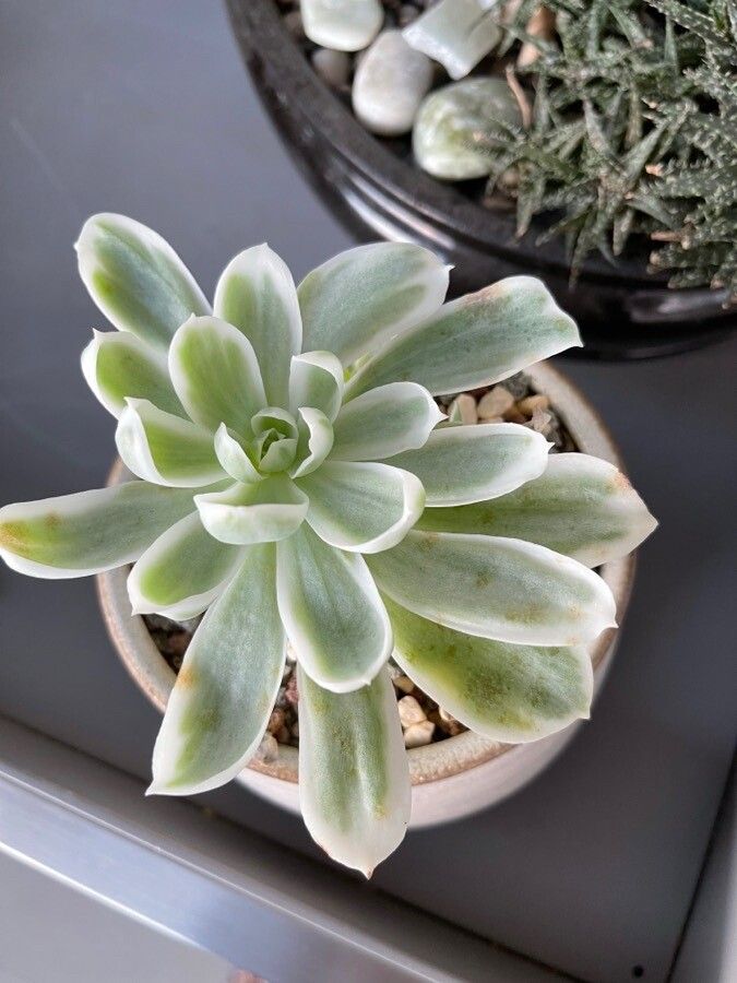 Echeveria erubescens — search result for 'Echeveria'