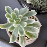 Echeveria erubescens