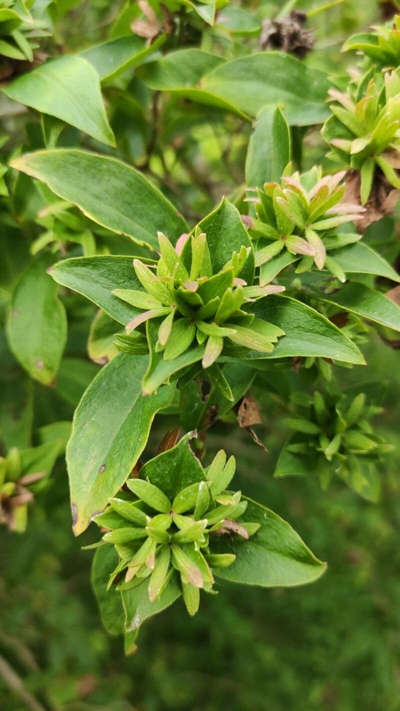 Zabelia tyaihyoni fruit