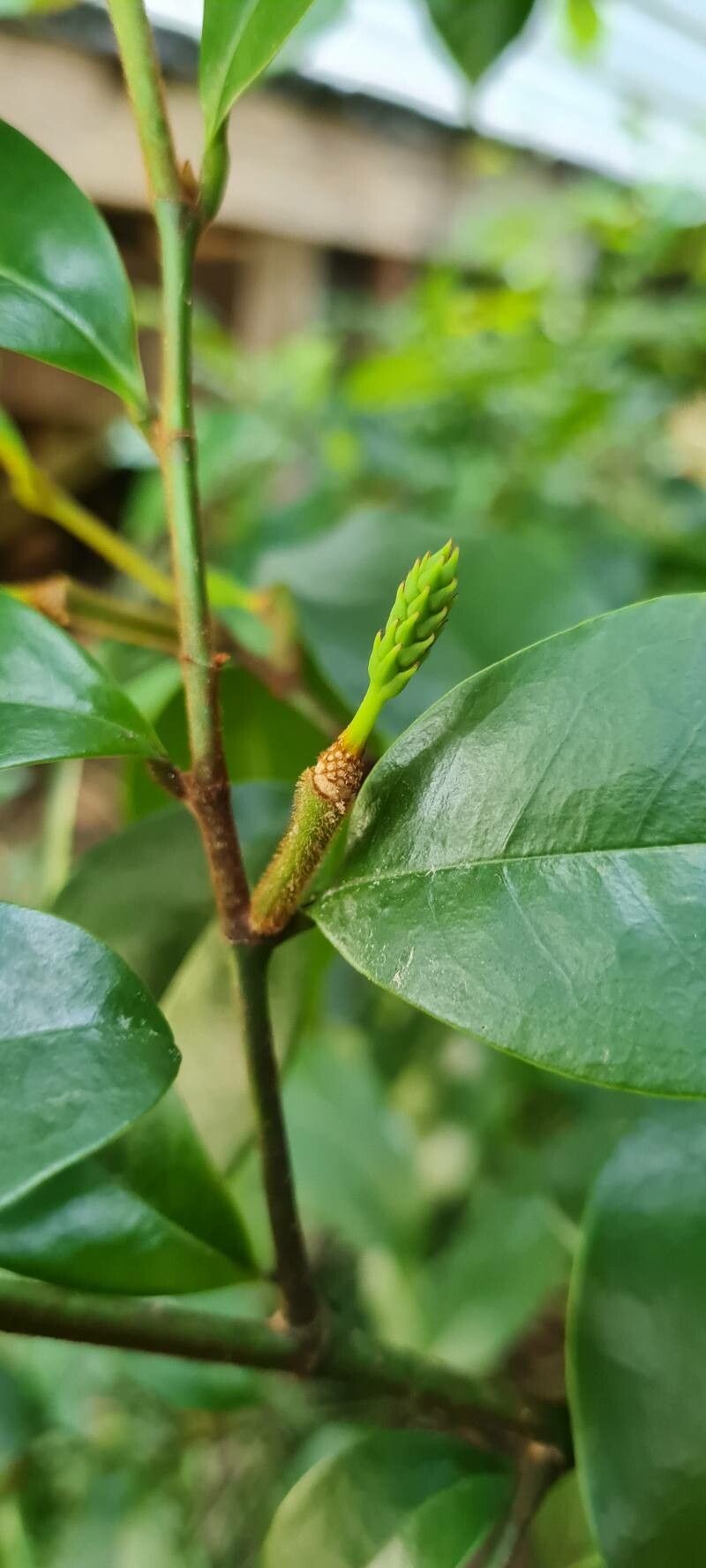 Magnolia figo flower