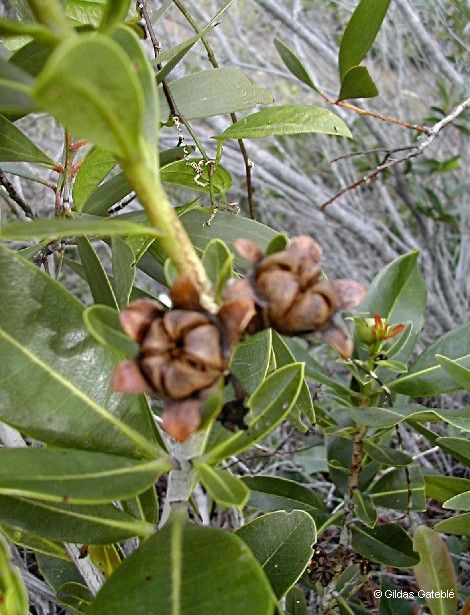 Xanthostemon laurinus fruit