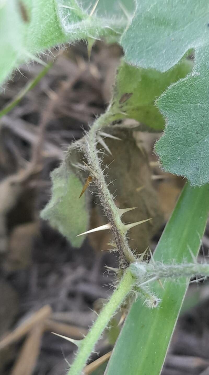 Solanum comptum bark
