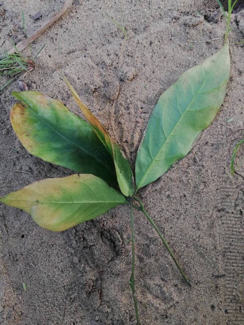 Gnetum buchholzianum — related species from the same genus