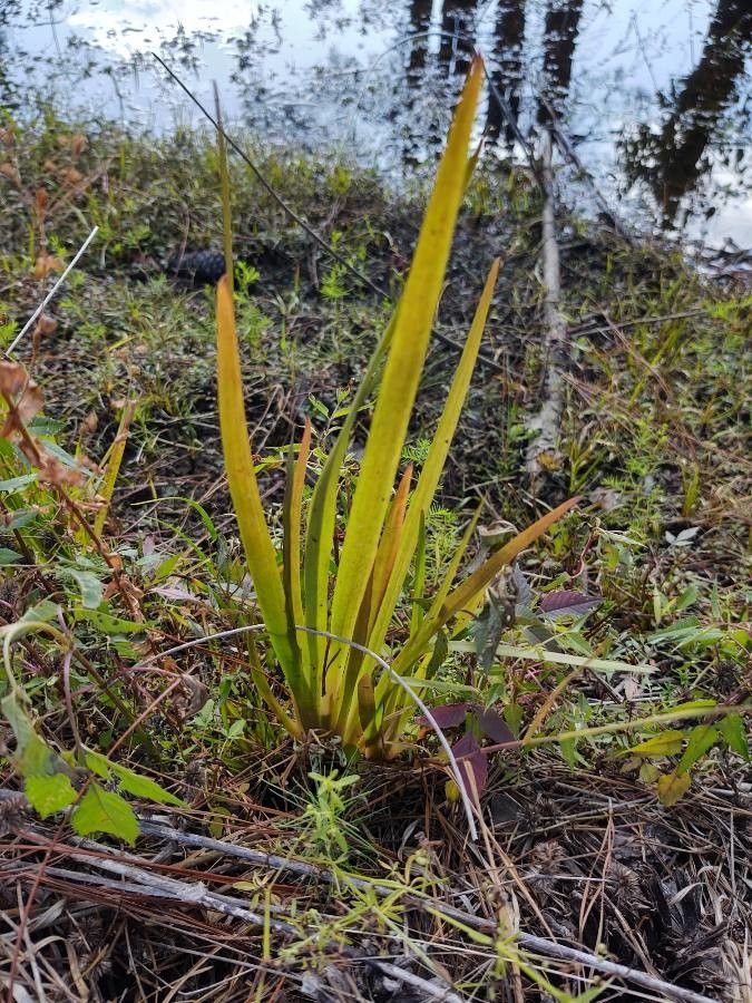 Lachnanthes caroliana — search result for 'West Coast of North America'
