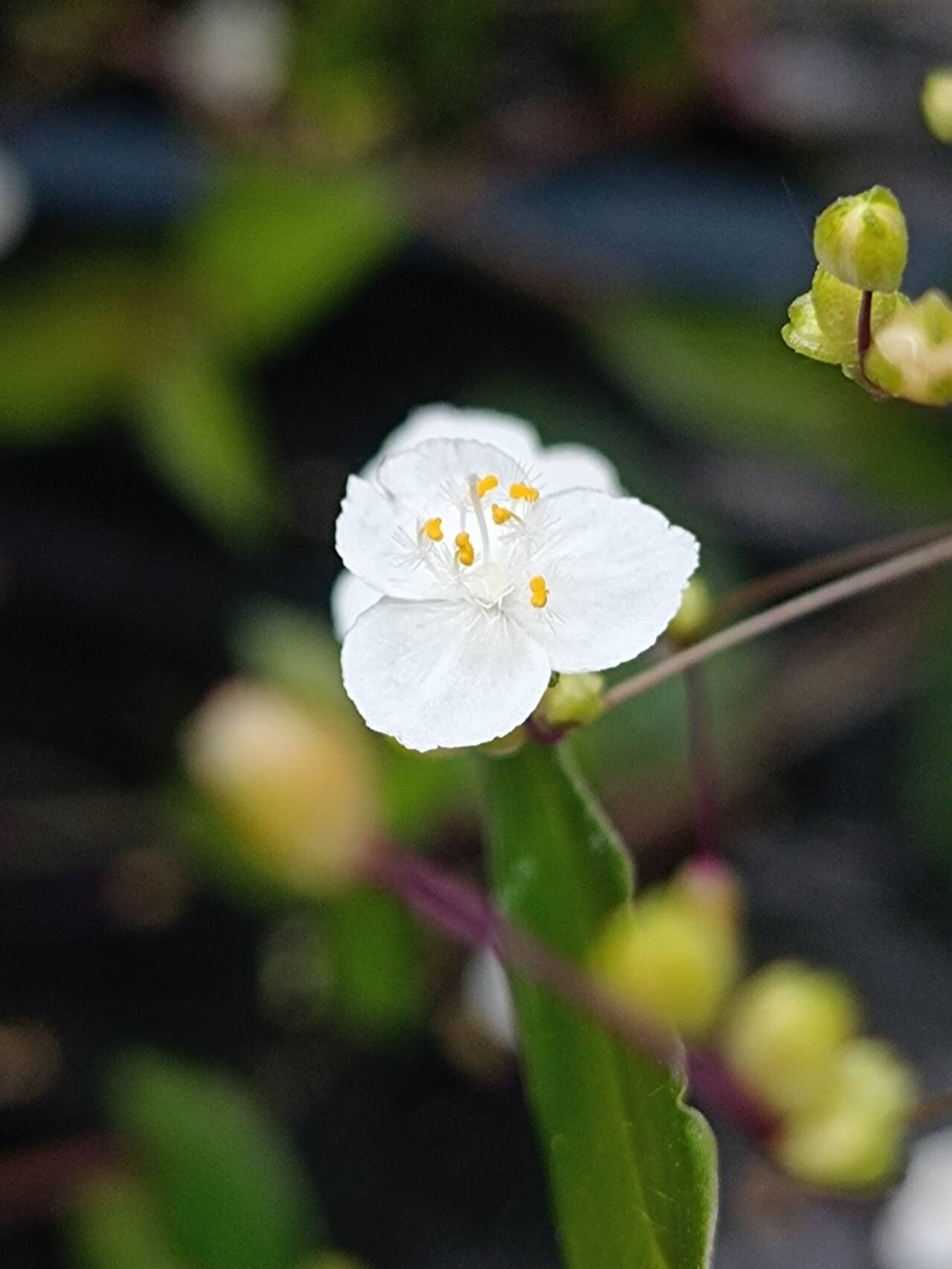 Gibasis pulchella flower