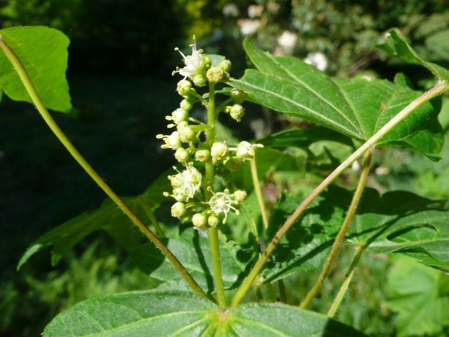 Acer erianthum flower
