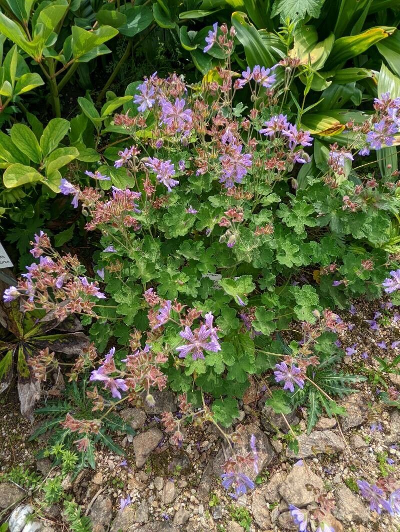 Geranium renardii habit