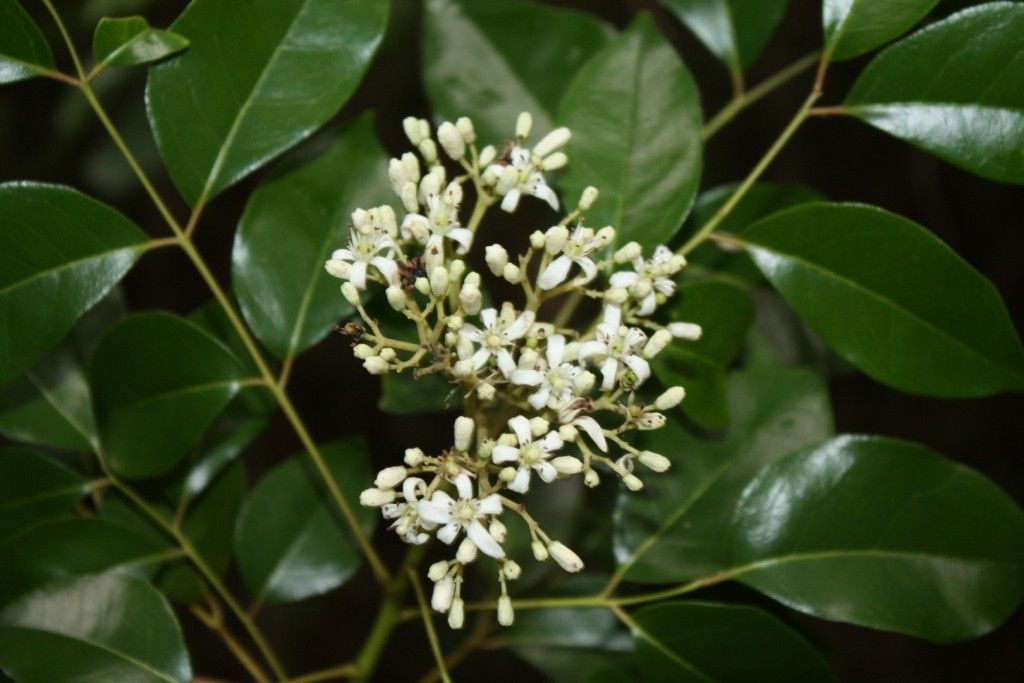 Murraya crenulata — related species from the same genus