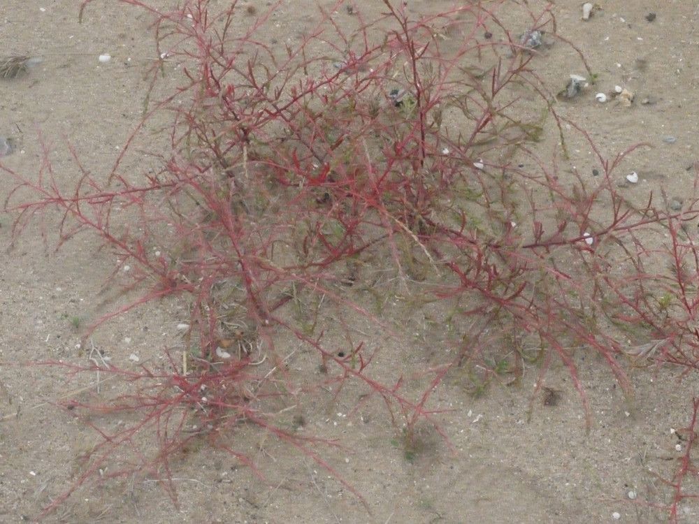 Corispermum declinatum habit