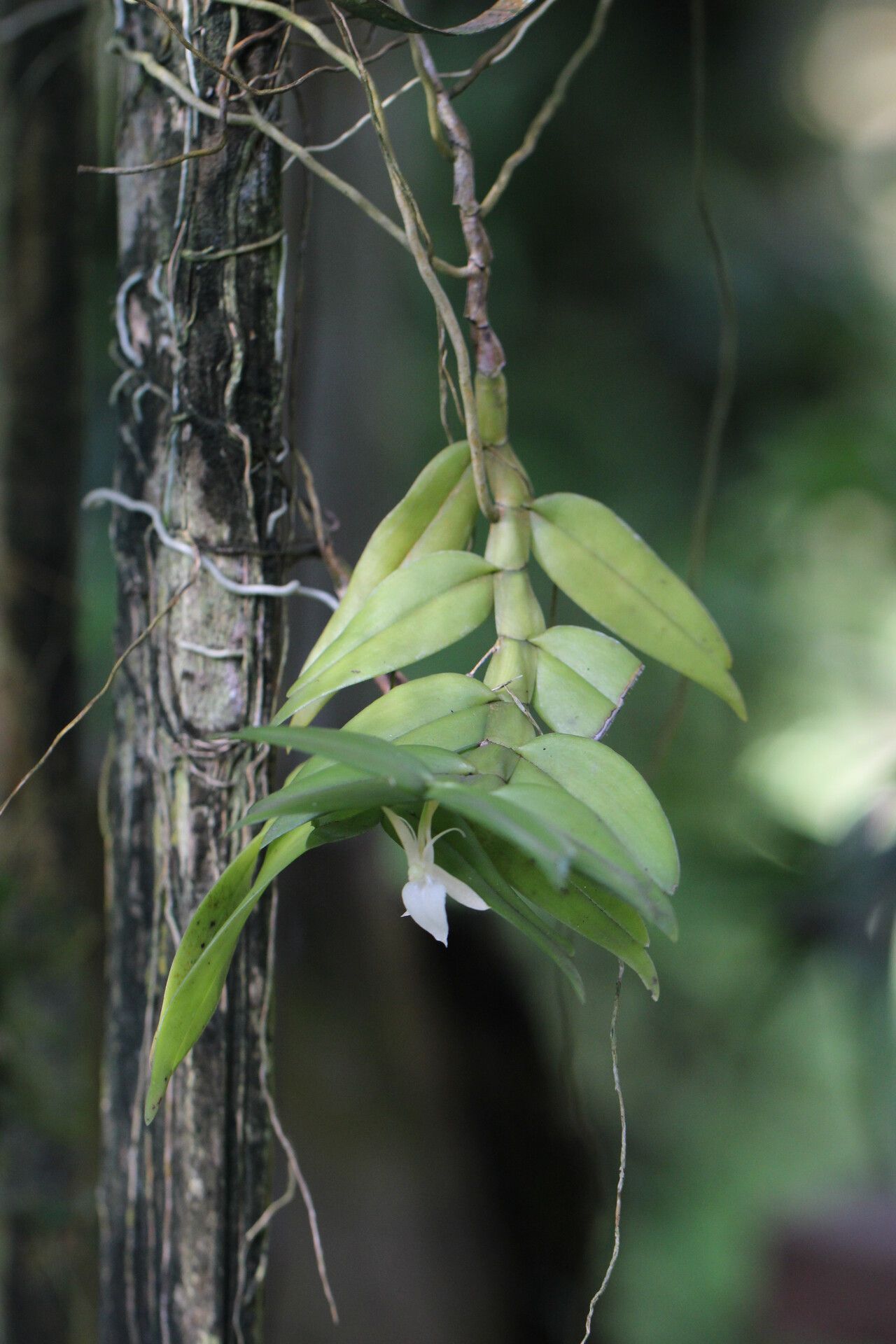 Angraecum angustipetalum habit