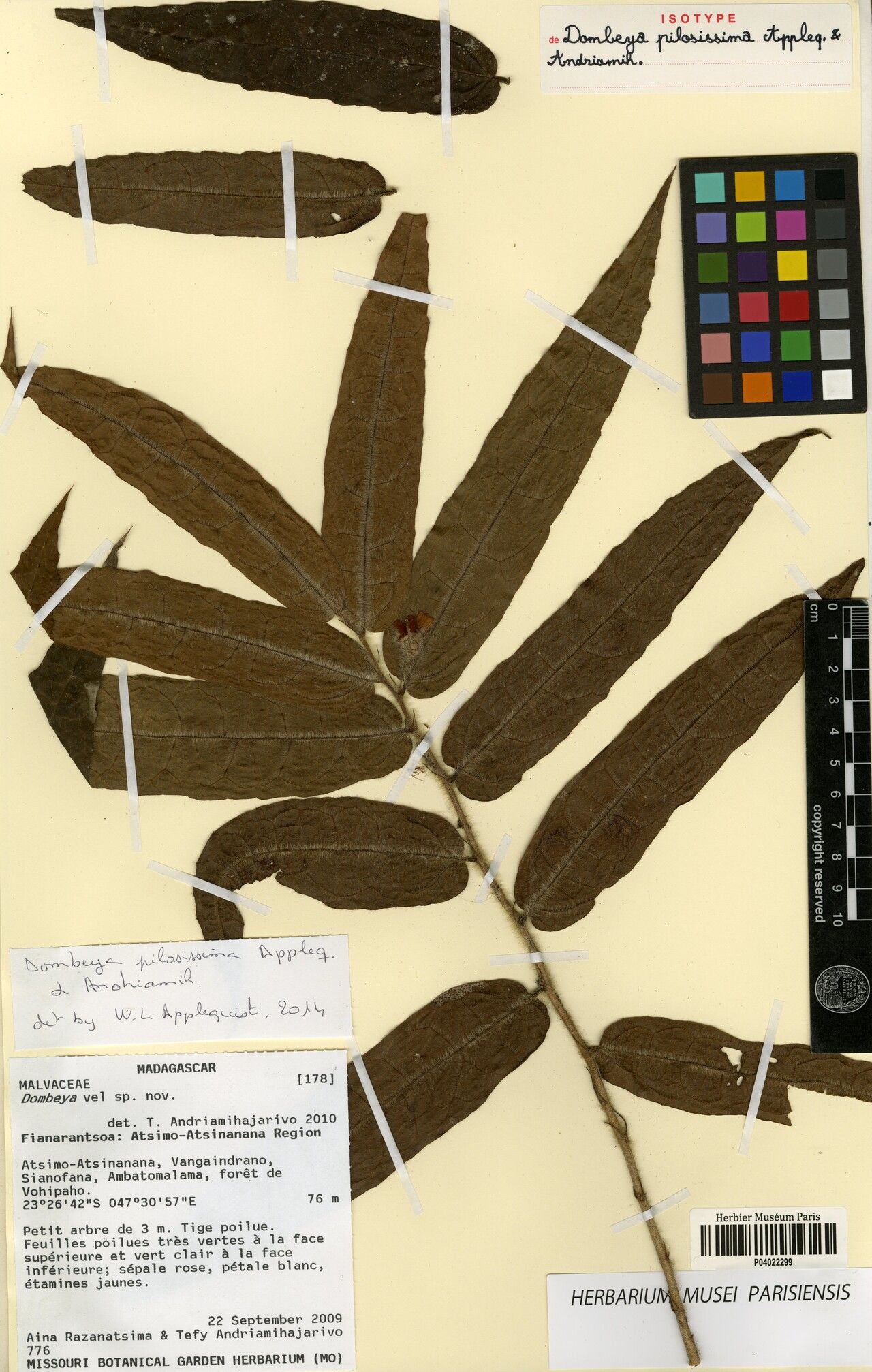 Dombeya pilosissima — houseplant care guide