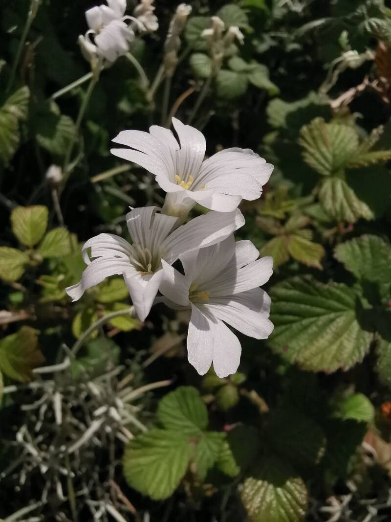 Cerastium grandiflorum flower