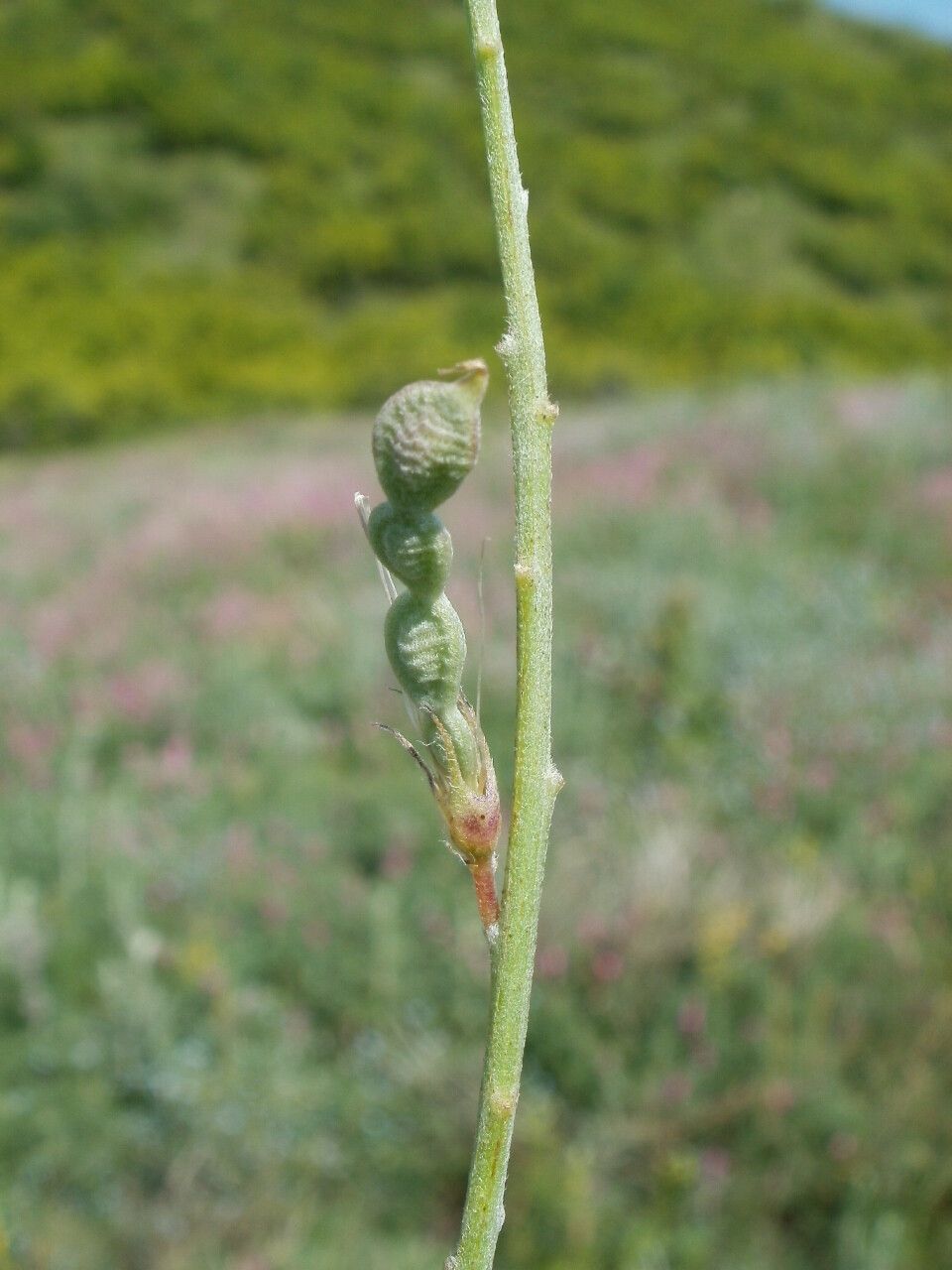 Hedysarum tauricum fruit
