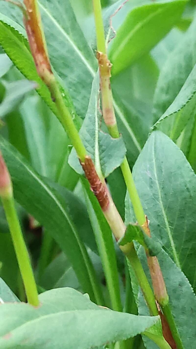 Persicaria affinis bark