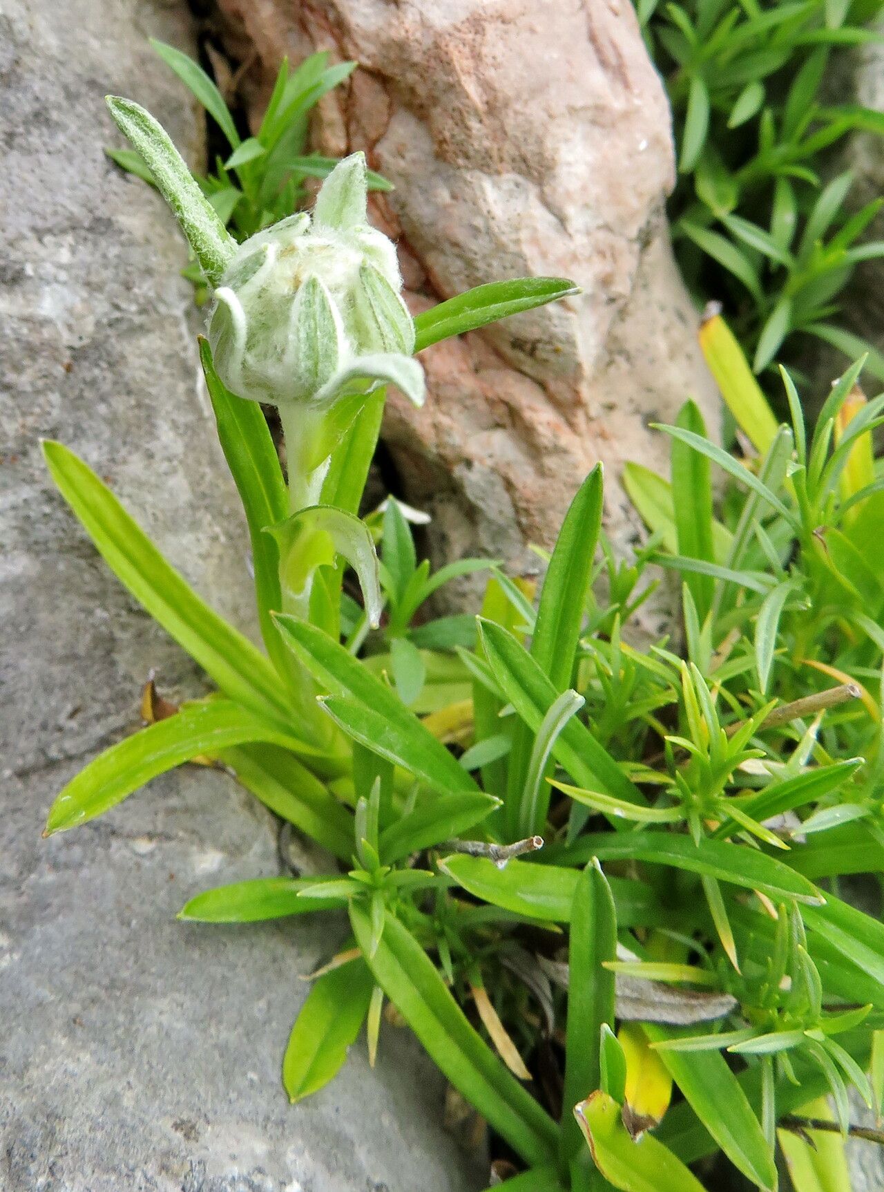 Leontopodium discolor habit