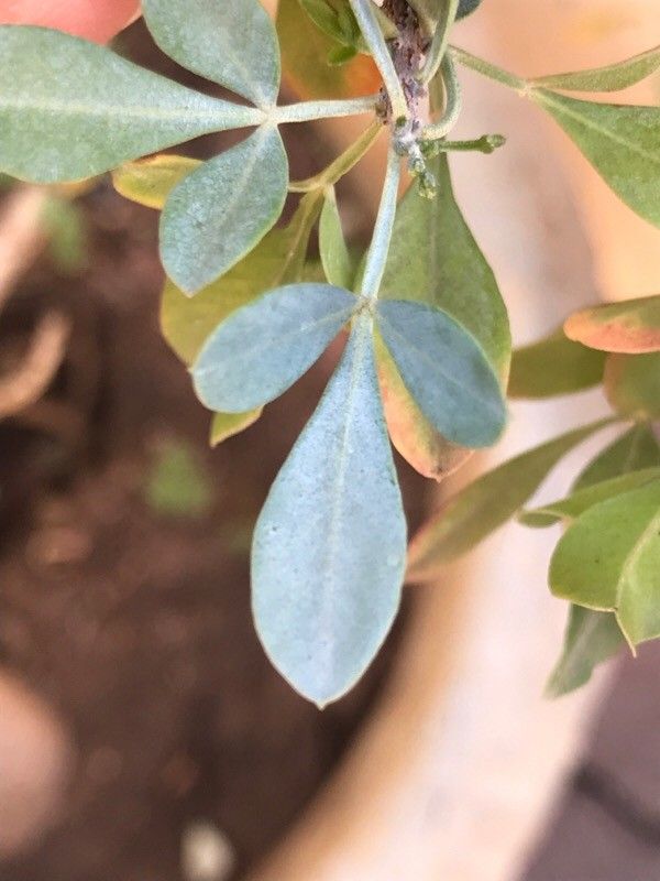 Searsia zeyheri — search result for 'Anacardiaceae'