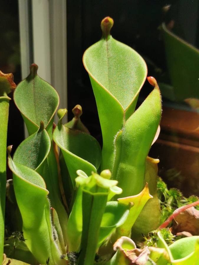 Nepenthes ampullaria leaf