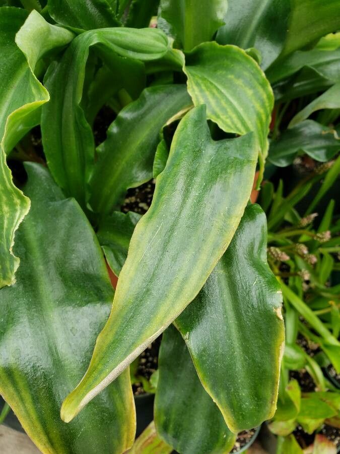 Veltheimia bracteata — houseplant care guide