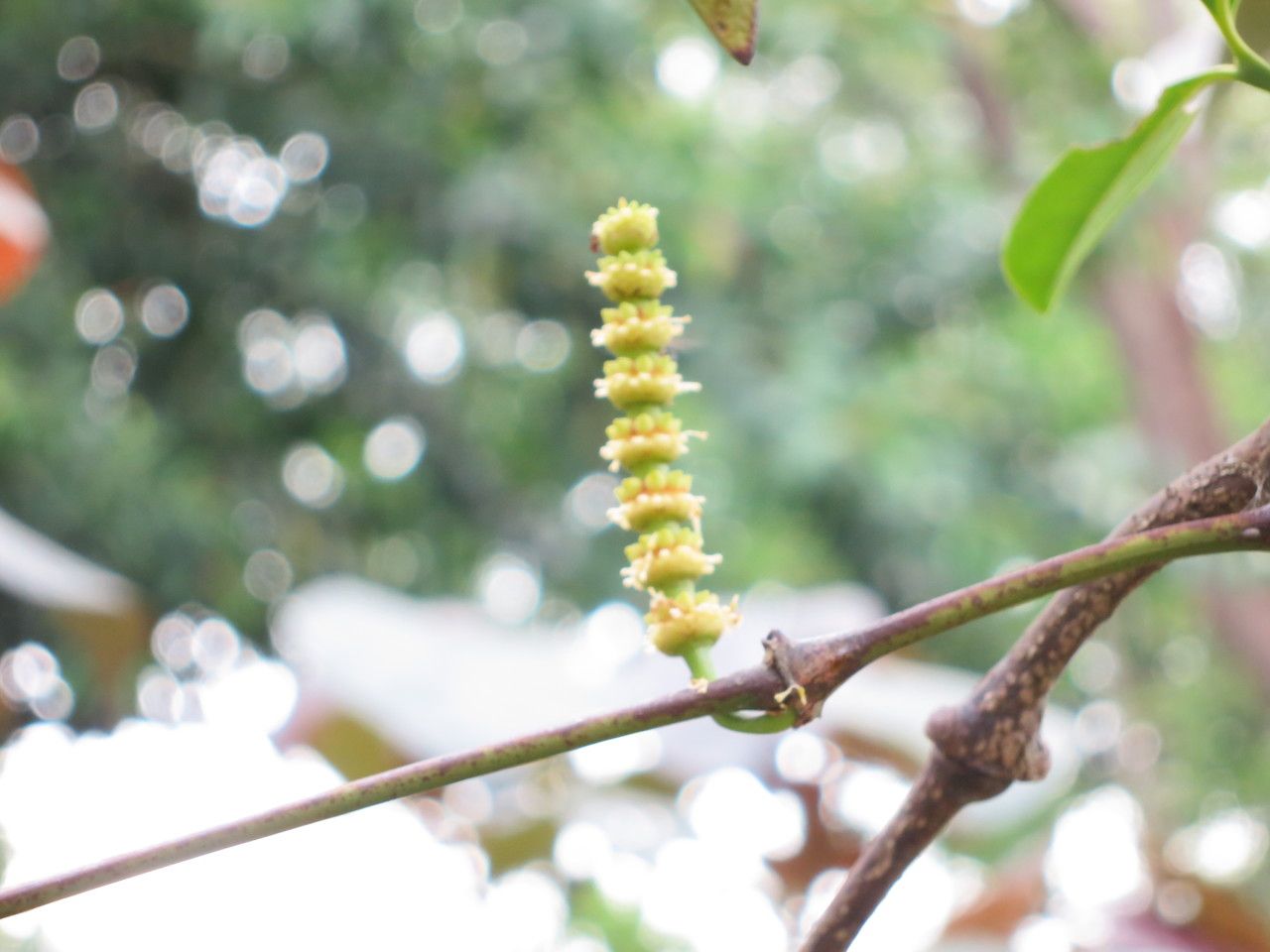 Gnetum gnemon flower