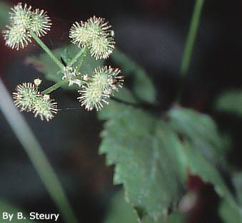 Sanicula trifoliata — search result for 'Sanicula'