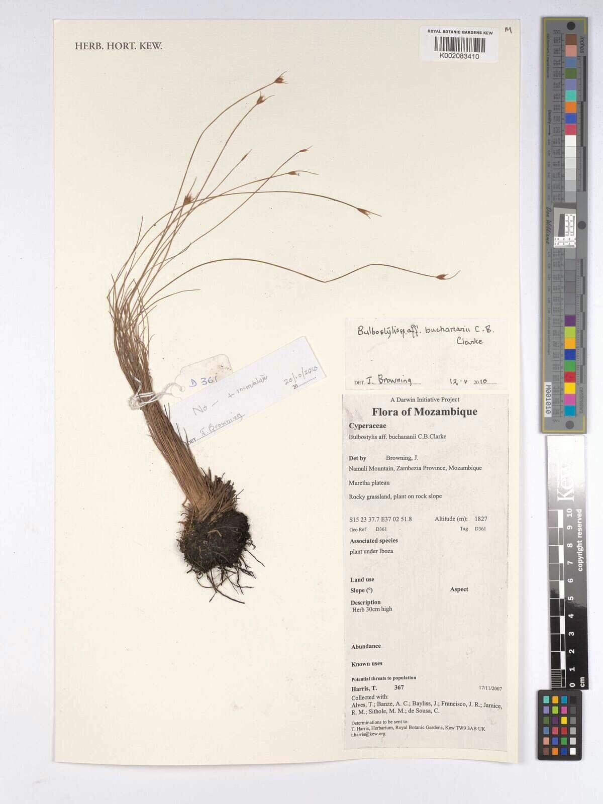 Bulbostylis buchananii — houseplant care guide